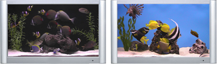 Aquarium DVD - Aquariums Of The World With 12 Fish Tanks In HD