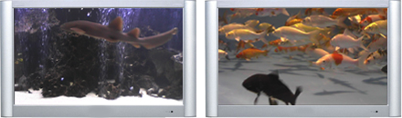 Aquarium DVD - Plasmaquarium Vol. I Fish Tank DVD - Plasma Window