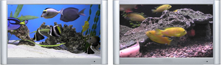 Aquarium DVD - Plasmaquarium Vol. I Fish Tank DVD - Plasma Window