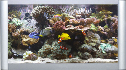 Blu-Ray HD Aquarium - BluScenes High Definition Coral Aquarium