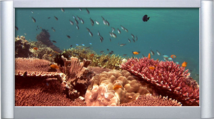 DVD Aquarium Tropical Reef